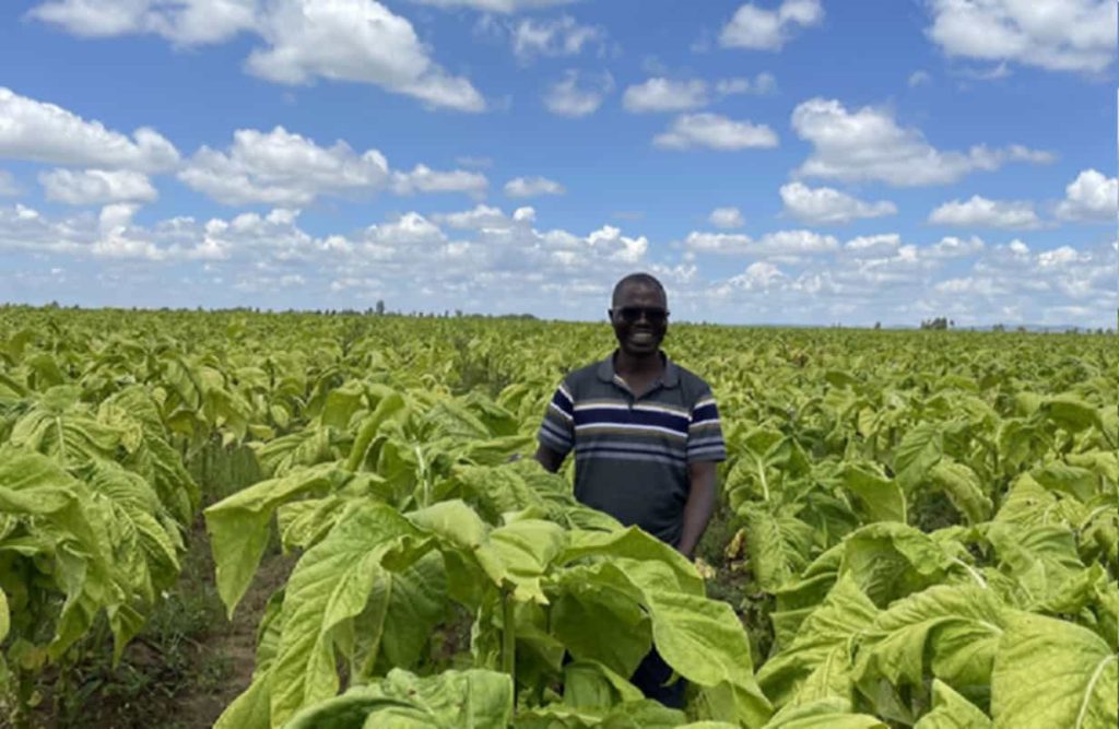 Tobacco fields in Ethiopia