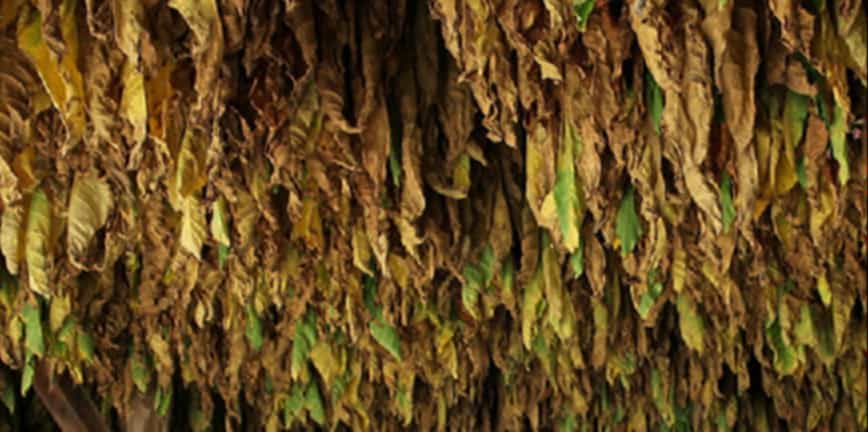 Harvesting process of tobacco green leaves